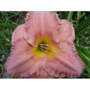 Corinthian Pink